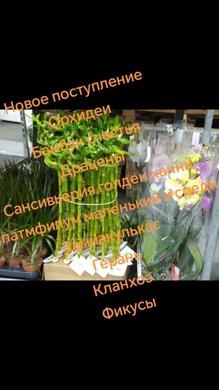 Бамбук счастья новое поступление 50,70см