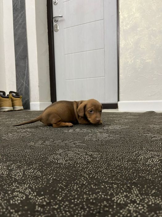 Продам щенка таксы чисто кровный