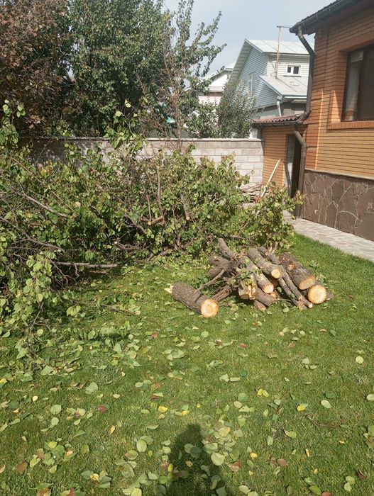 Бесплатно отдам резанные дерево для дров