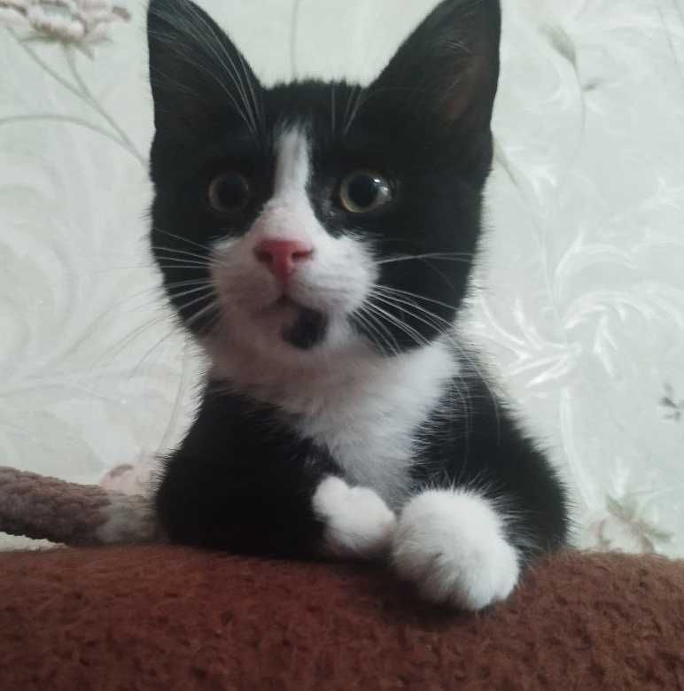 Кот, котенок в добрые руки. 4 мес. Чистый. Здоровый.