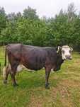Vaca de vanzare .