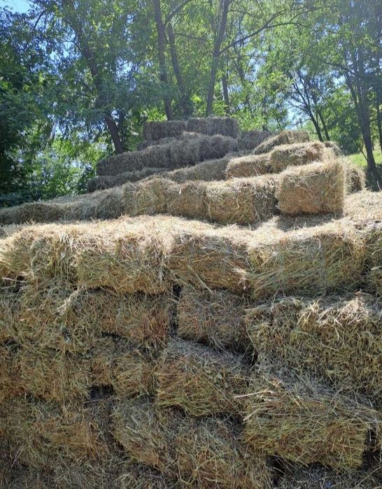 Vand baloti de fan 2025