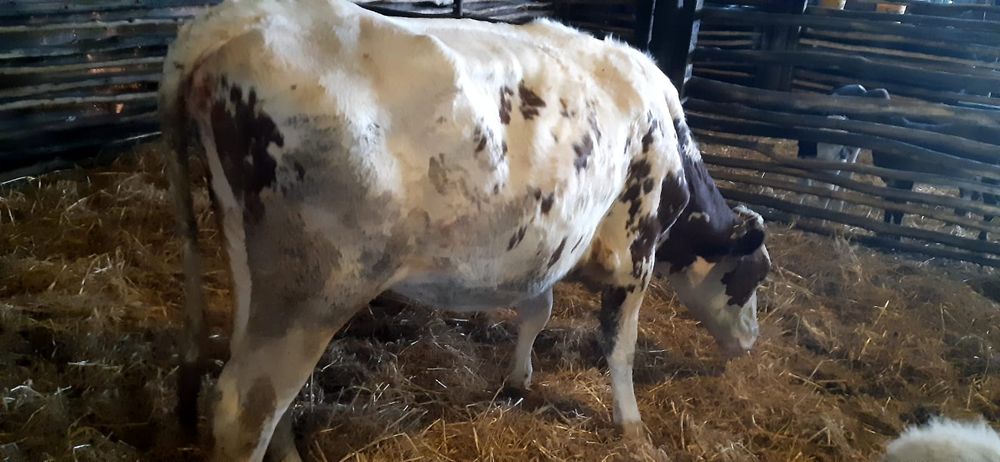 Vând junincă de un an jumate