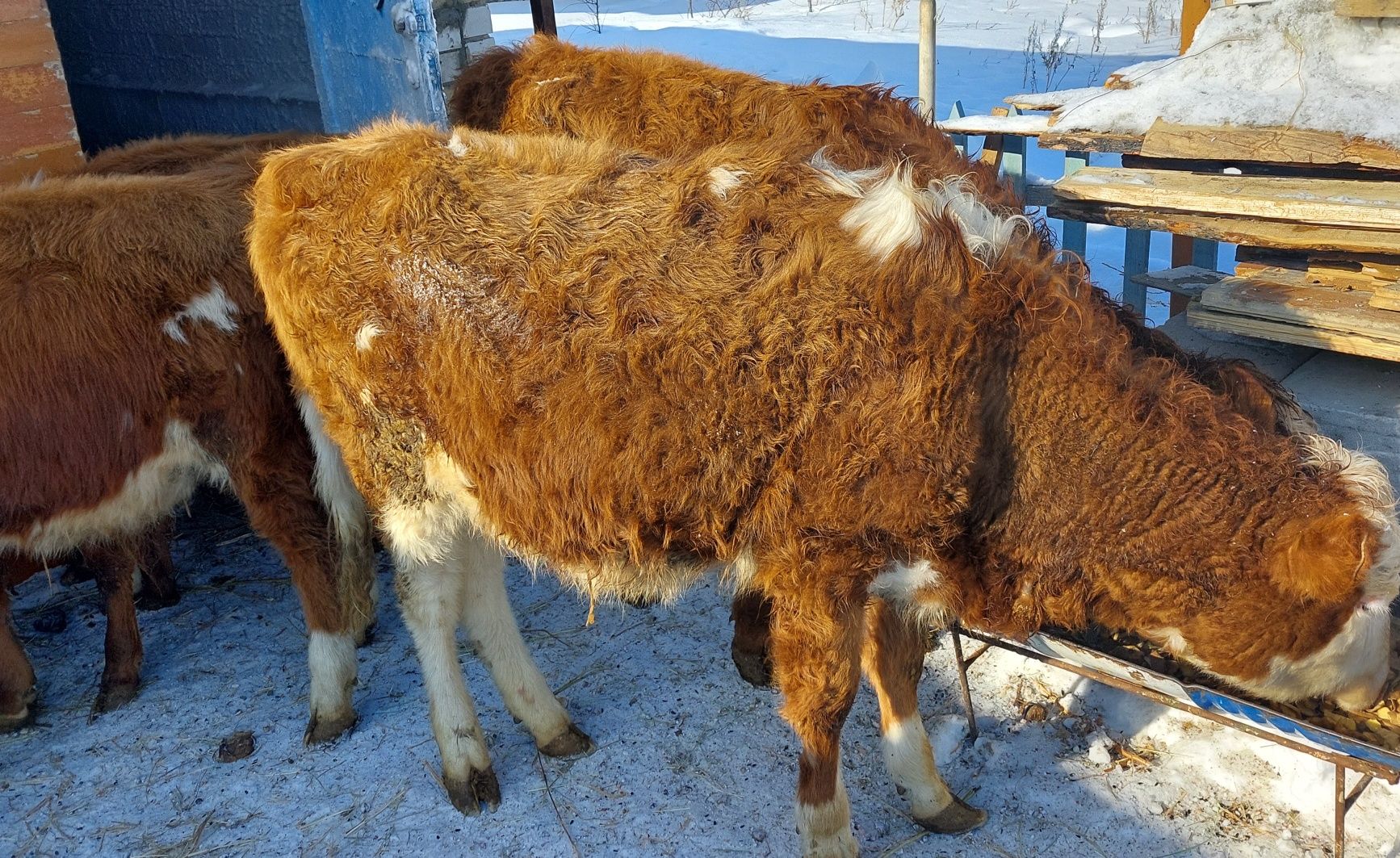 Поменяю 6 голов. КРС . на Овец и Лошадей.