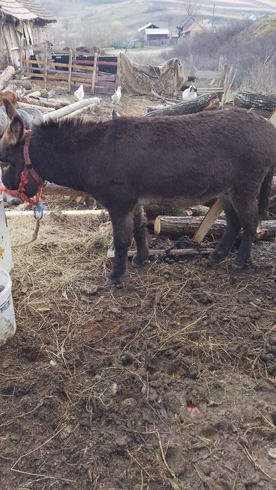 Vând sau schimb măgar