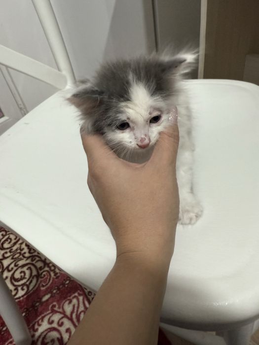 Отдам котенка в добрые руки