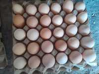 Oua pentru incubat ,pui ,gaini si gaste taiate de vanzare!