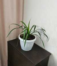 Комнатное растение - пальма Панданус