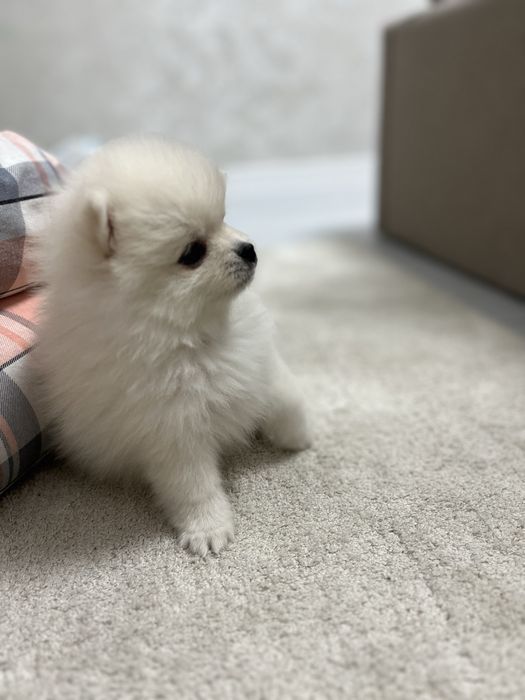 Девочка Мини шпиц 2 мес