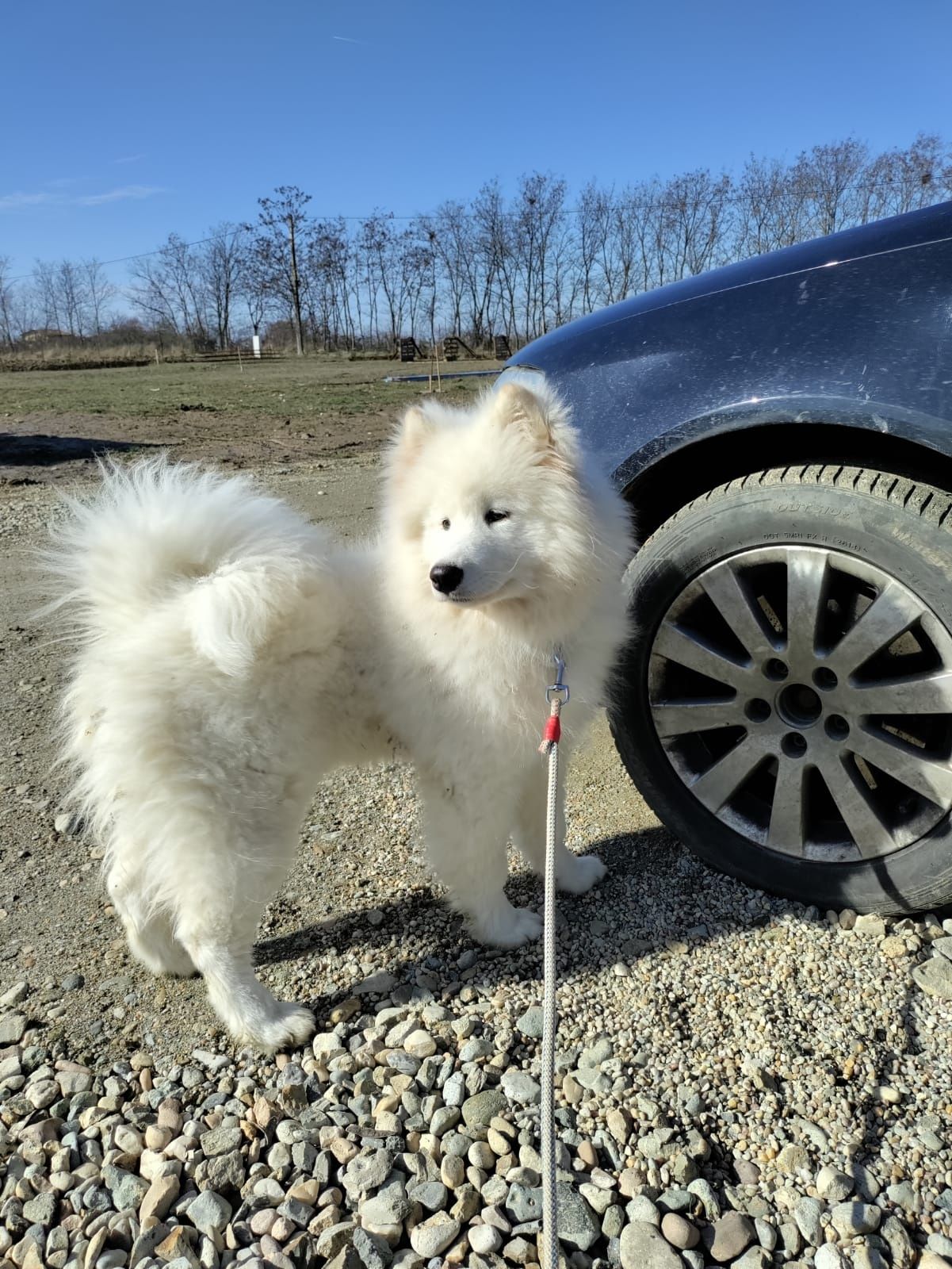 Vând cățel Samoyed femelă