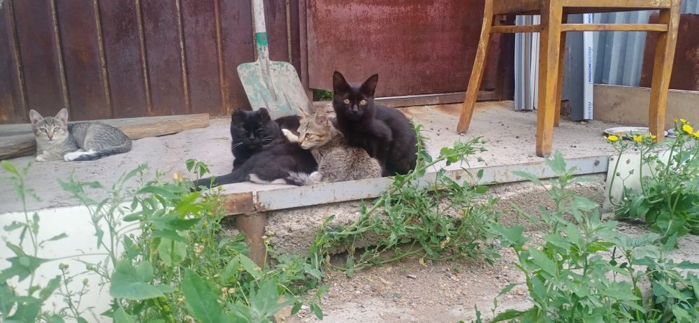 Отдам в хорошие руки красивых котят