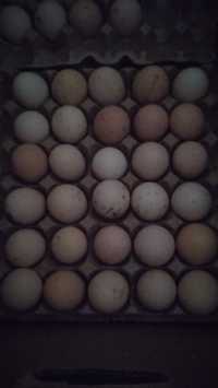 Продаю яйца куриные  разных  пород на инкубацию.