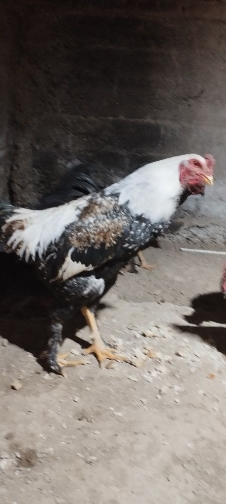 Har xil turdagi Xòrozlar  sotiladi