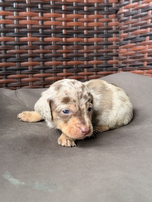 Teckel pui cu pedigree