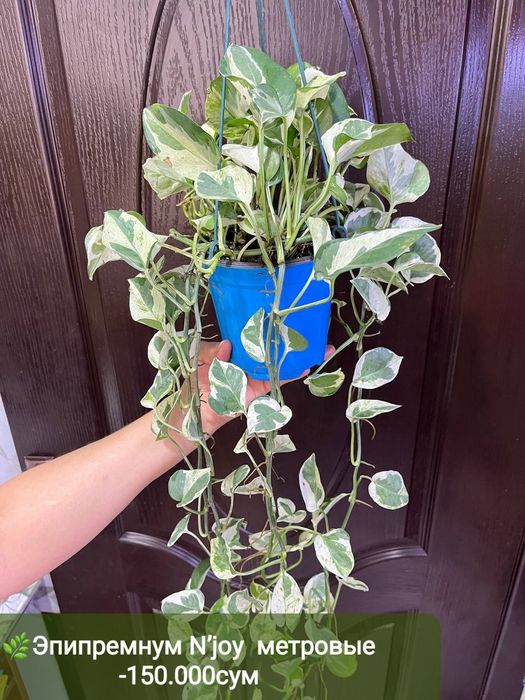 Эпипремнум золотистый и н джой