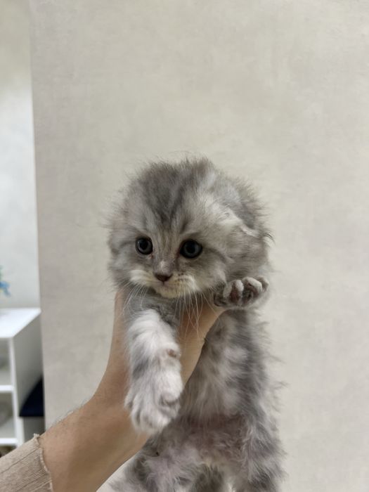 Mushuk bolasi haylnd