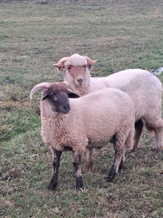 3 berbecuți de vânzare