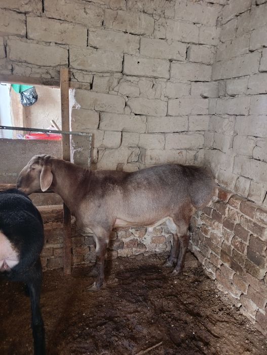 Арашан кучкор сотилади 1800