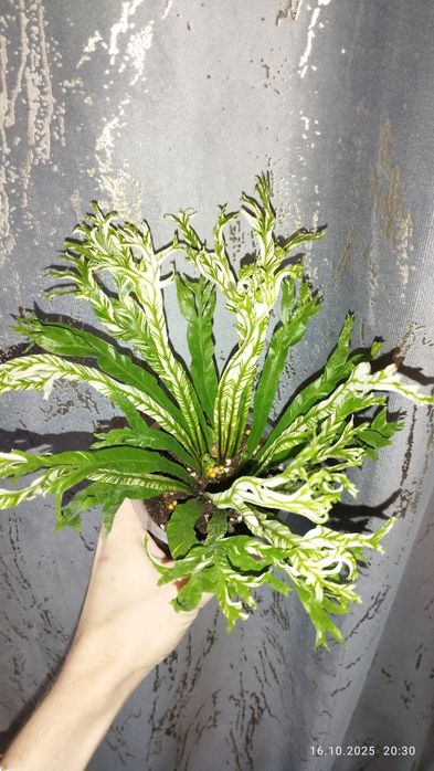 Продается Шикарный Папоротник Асплениум