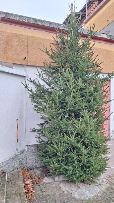 Коледна елха - подарявам
