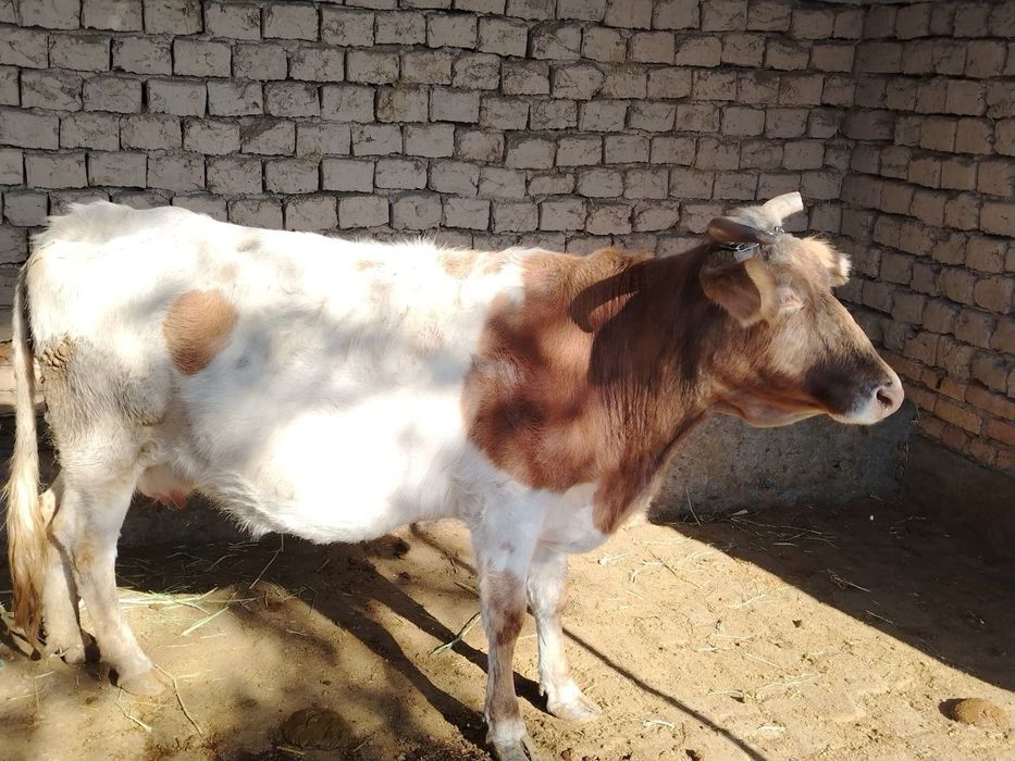 Sigir sotladi 10 kunda tugadi