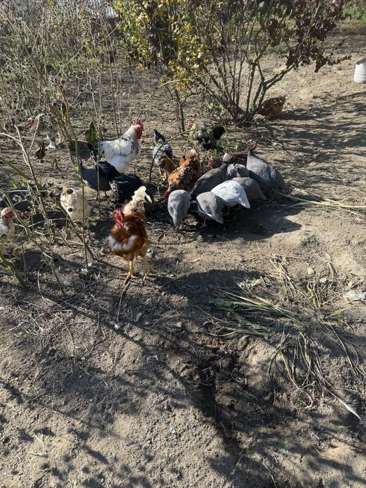 Masculi bibilica (cata )