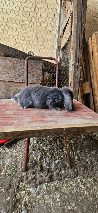 Disponibili 2 masculi berbec german