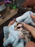 Sugar glider (veverița zburătoare, planor de zahar)