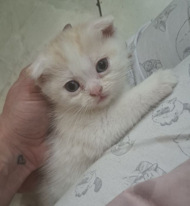 Продаются котята