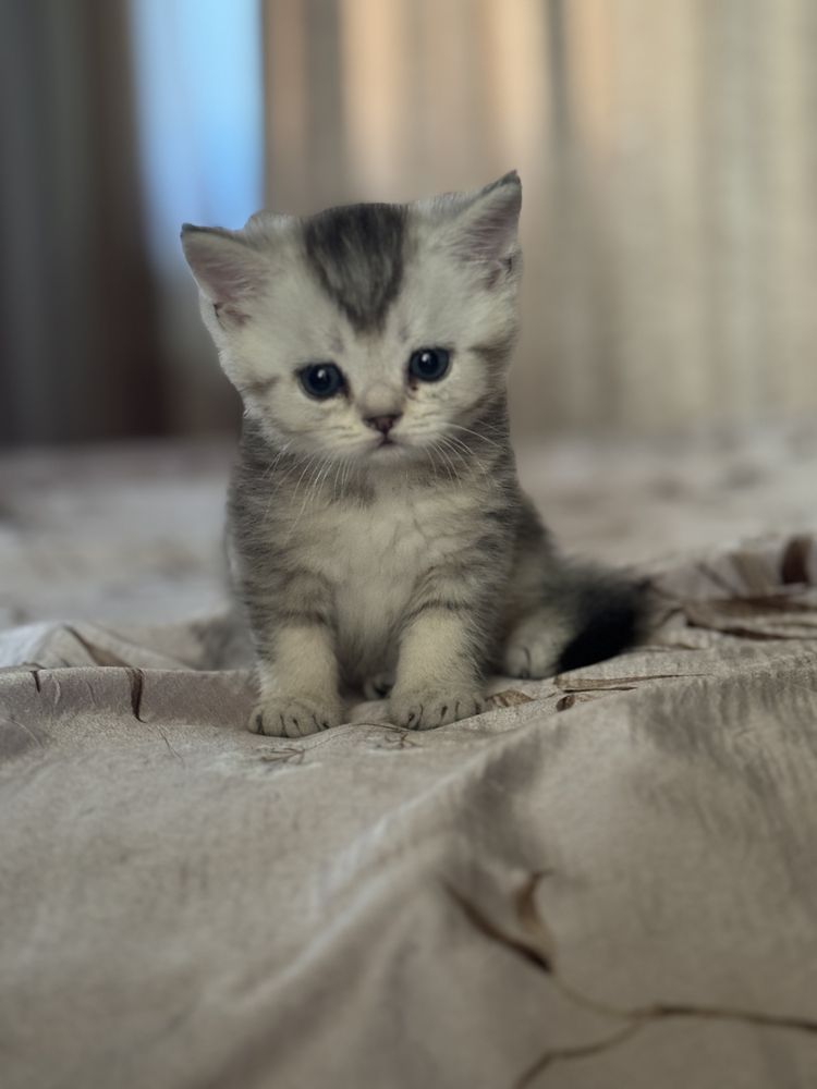 Котенок Серебристая шиншила мальчик