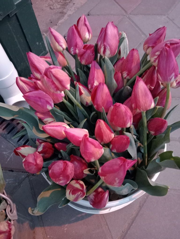 Тюльпаны домашние