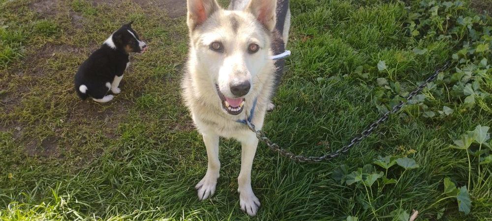 Отдам щенят в хорошие руки