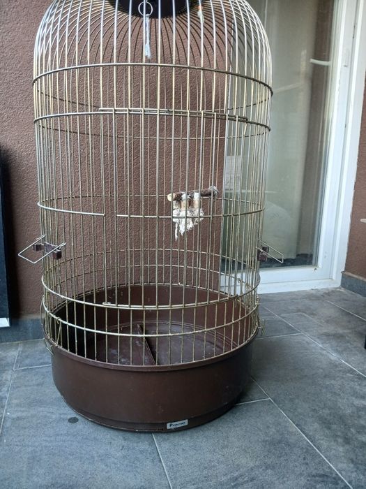 Colivie model deosebit