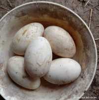 Домашние гусиные яйца.