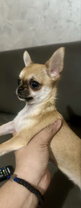 Чихуахуа мини момиче