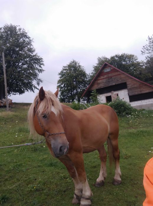 CAI vând un cal și o iapa