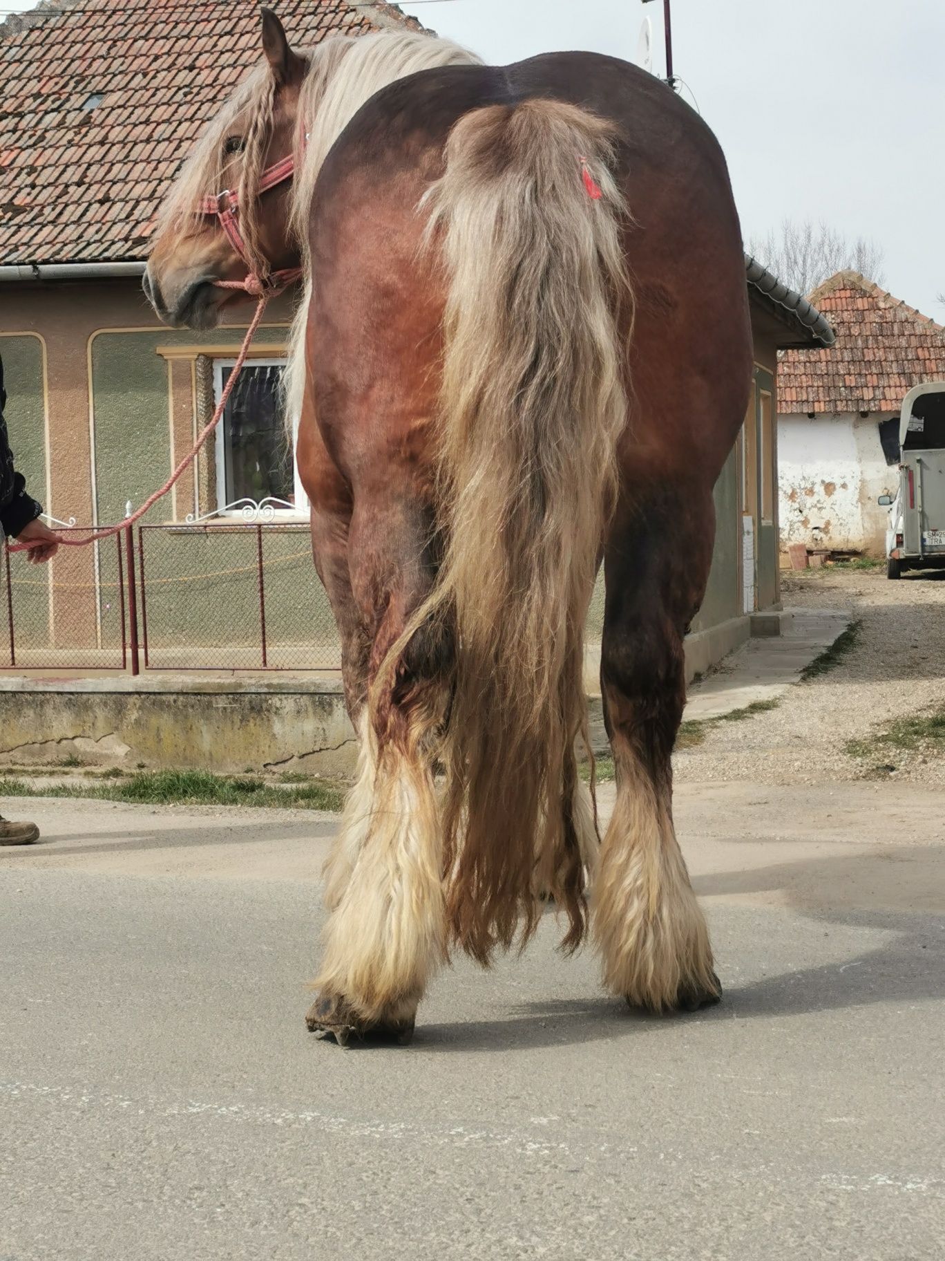 Armasar Comtois pentru monta!