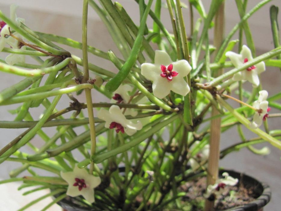 Хойя Ретуза