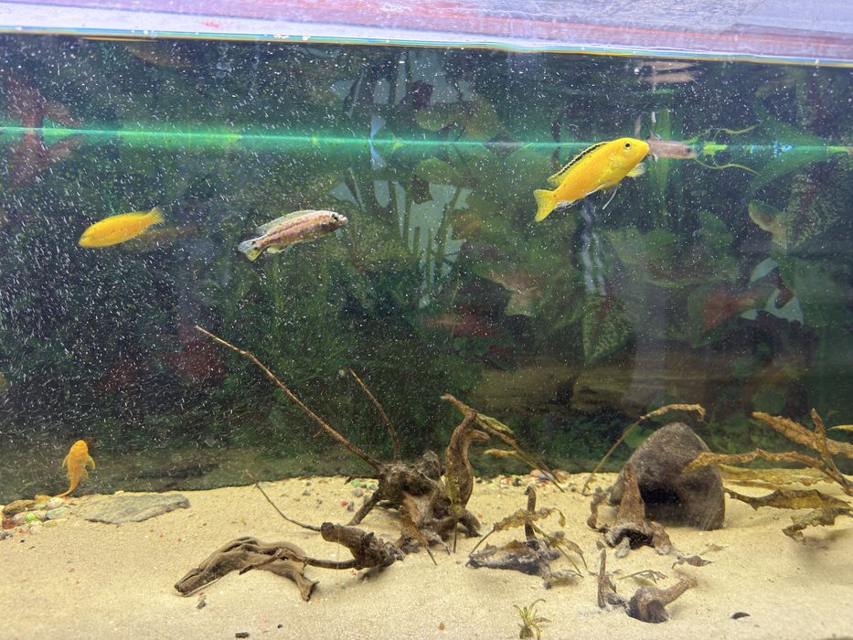 Оборудван работещ аквариум 162л с цихлиди