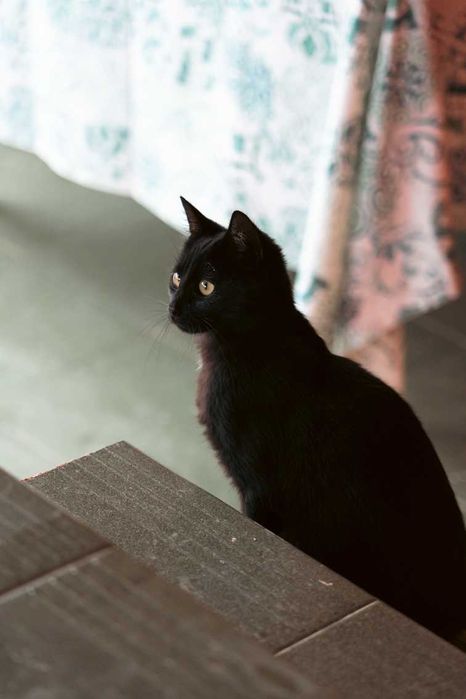 Коте търси дом - Подарявам котка