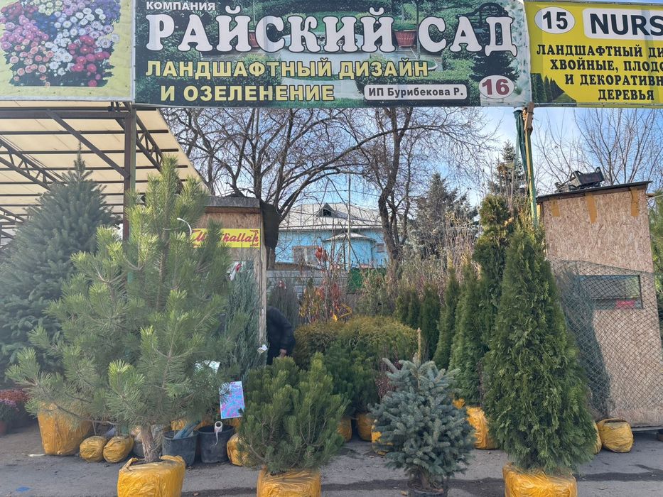 Голубые ель Сосна береза Туя смарагд саженцы высокого качества