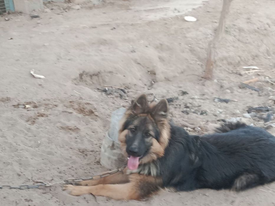 Неметский авчарка 4 ойлик 100$ га оганман уйда карашга одам бумияпди