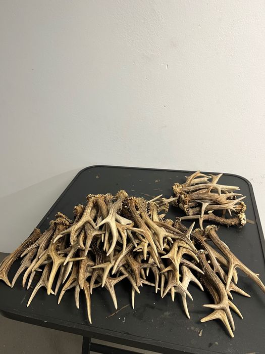 единични рога от сръндак