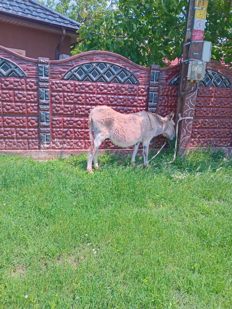 Măgăriță de oi capre