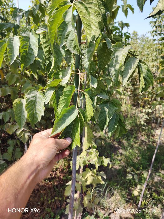 Яшил макон лойихаси учун дарахтлар бор.