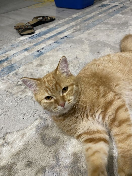 Отдам котенка в добрые и заботливые руки