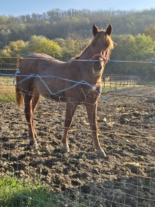 Vand manza de 1 an si 7 luni