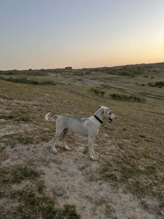 Грейхаунд Тазы.