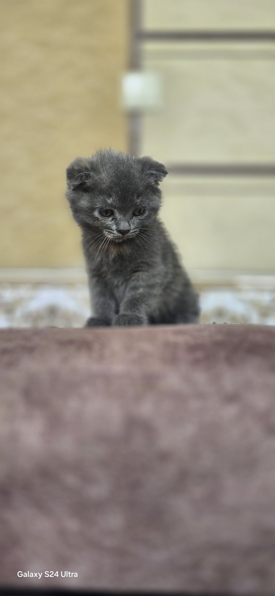 Срочно продаються котята