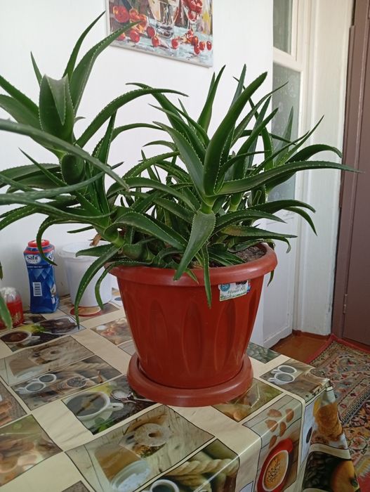 Алоэ цветы продаются недорого алоэ вера и другие